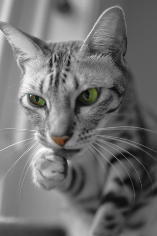 Illustration for article titled Shooting Challenge Pets Gallery 5